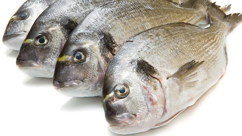 fish
