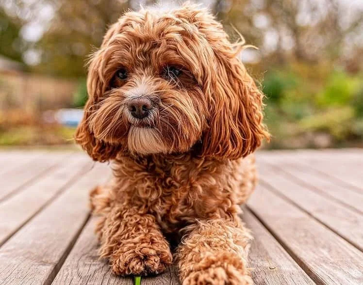 Cavapoo or Cavoodle Breed