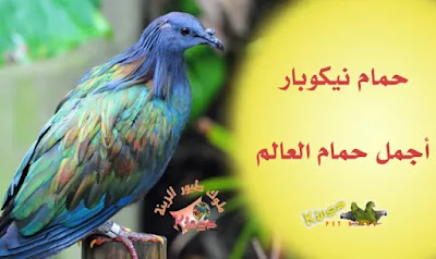 مواصفات حمام نيكوبار أجمل حمام العالم