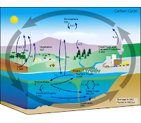 Pengertian Siklus Karbon