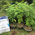 Por denuncia anónima se desactivó un cultivo ilegal de marihuana en una vivienda