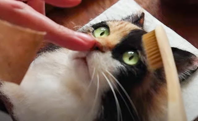 Hyper-realistic 3D cat portraits made from felt with glass eyes