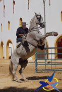 Festas da Moita - Perícia a cavalo e vacada