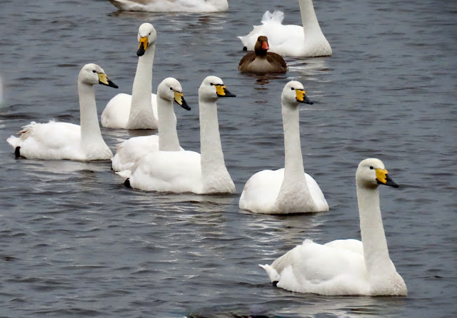 Whooper Swans on the Mere at Martin Mere