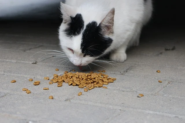 Merk Makanan Kucing untuk Melebatkan Bulu