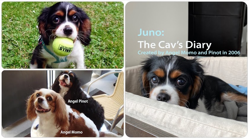 Juno, Angel Momo & Pinot-The Cav's Diary