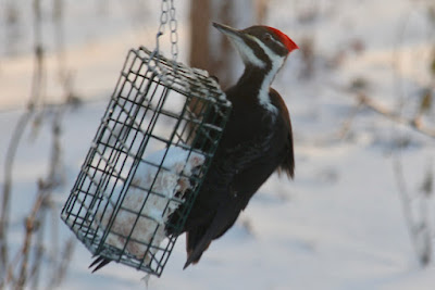 pileated woodpecker on suet feeder