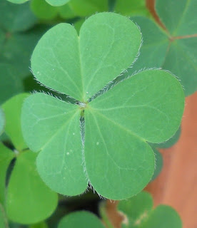 Oxalis corniculata