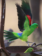 Red-winged Parrot