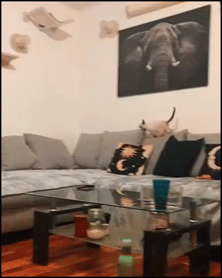 Amazing Cat GIF • Amazing agile kitten playing fetch! Master of indoor purrkour [ok-cats.com]