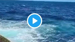 Little Bay Shark Attack Video Not Censored