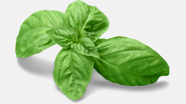 Holy Basil Health Benefits