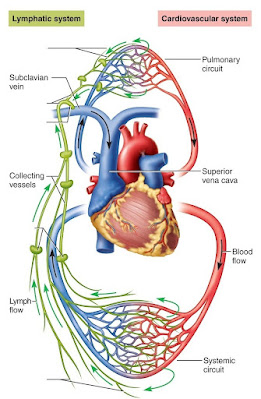 Transport of tissue fluid in the form of lymph fluid by the lymphatic vessels, Ombiology4u