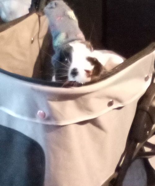 Kevin the bunny in his stroller