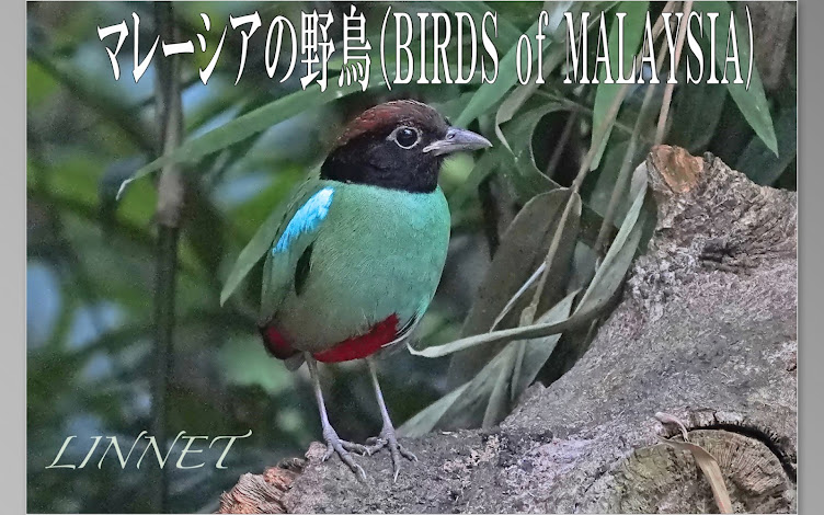 マレーシアの野鳥（BIRDS of MALAYSIA)