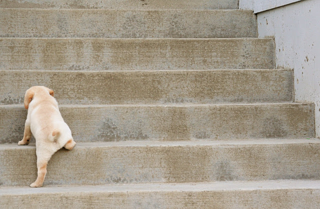 When Can Puppies Climb Stairs Safely ?