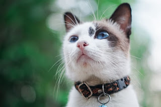 ¿Debo usar un collar para gatos?