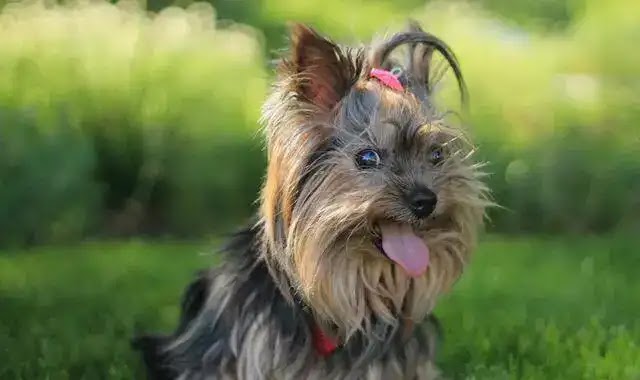 Yorkshire Terrier Breeding| Male Or Female?