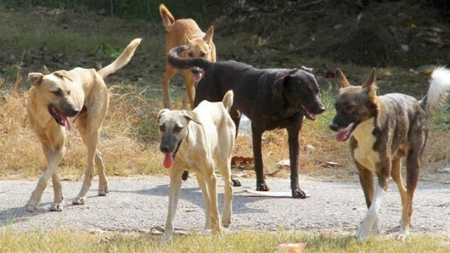 Συνελήφθη ο αντιδήμαρχος Σπάρτης για το κυνοκομείο-κολαστήριο του δήμου