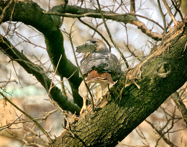 Christo takes a piece of bark from a tree