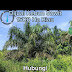 Dijual Kebun Sawit 1500 Ha Riau