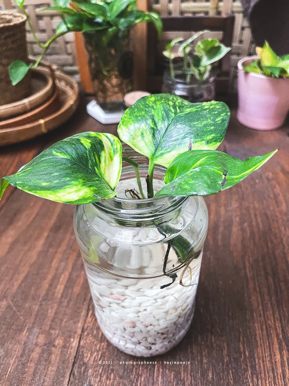 giant golden pothos propagation