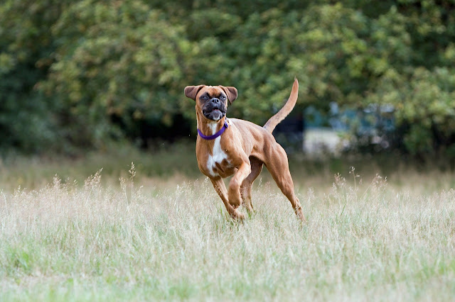 Royal Canin Boxer