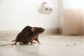 5 Rodent Prevention Tips