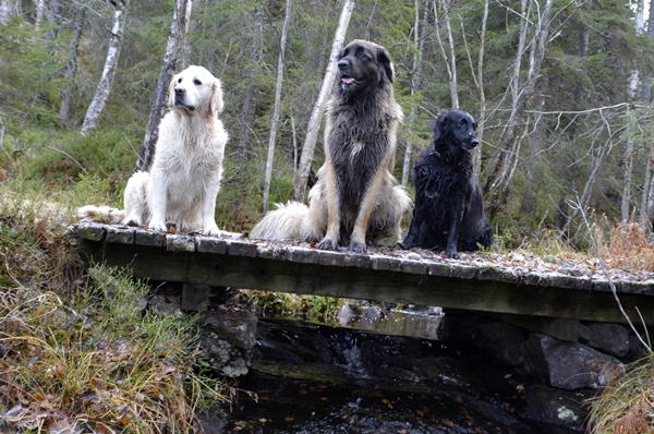 golden retriever flat coated retriever leonberger