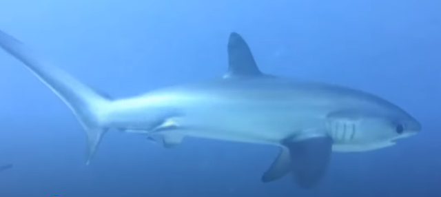 Thresher Shark (Alopias vulpinus) 18.8 feet / 5.73 meters