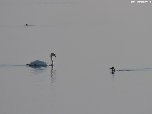 Mute Swan o Cisne Blanco en New Hampshire