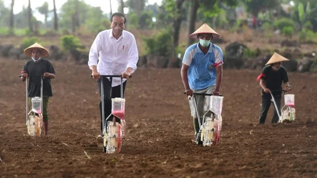 Saat Jokowi Tanam Jagung Pakai Traktor: Sangat Mudah Sekali Ternyata...