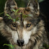Tenancingo cuenta con el centro de conservación más grande del país para el lobo gris mexicano