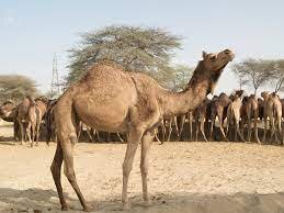 Camel Research Centre Bikaner