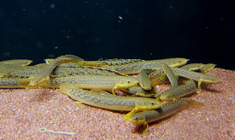 Ikan Palmas Palmas ( Polypterus palmas )