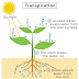 transpiration-Stomata-Guttation | uksir-notes |Plant- Physiology