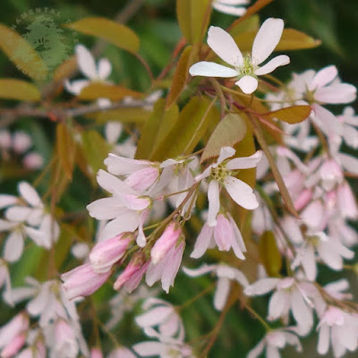 Amelanchier arborea 'Robin Hill'