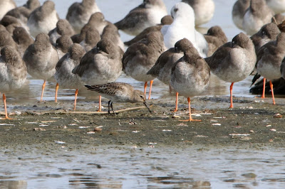 Bonte Strandloper - Bûnte Gril - Calidris alpina