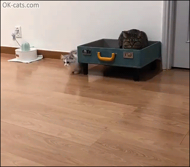 Snuzzy Kitten GIF • Kitty jumps and plays with adult cat. It looks like a silver fluffy squirrel [ok-cats.com]