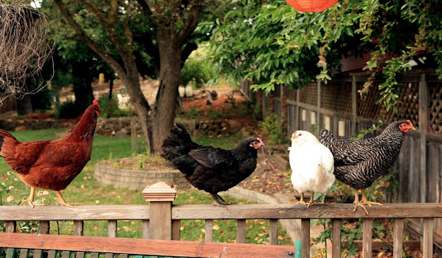 8 Jenis Ayam Terbaik untuk Ayam Petelur