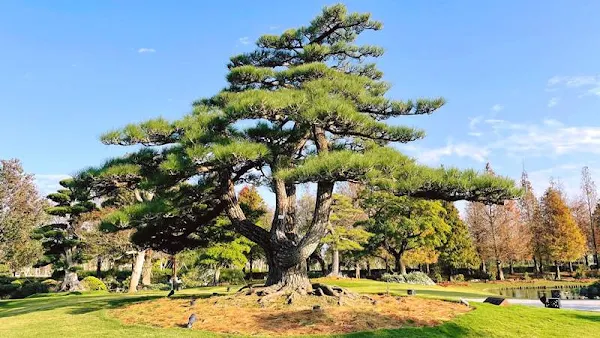 ▲成美文化園擁有全台最大日式庭園，也是少數公開展示珍貴老樹的場域，其中園區內的日本黑松樹齡達220年。（圖／成美文化園提供）