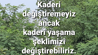 Resim