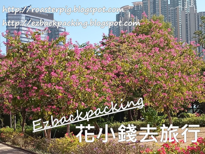 荔枝角公園洋紫荊