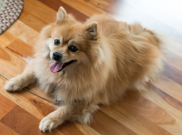 Pomeranian Dog Price In Sri Lanka