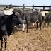 25 cabeças de gado são furtadas em Pintadas