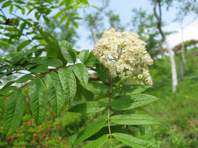 Рябина смешанная (Sorbus commixta)