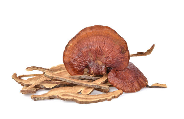 Ganoderma Mushroom Products in Tallinn | MycoNutra® Ganoderma | MycoNutra® mushroom products  