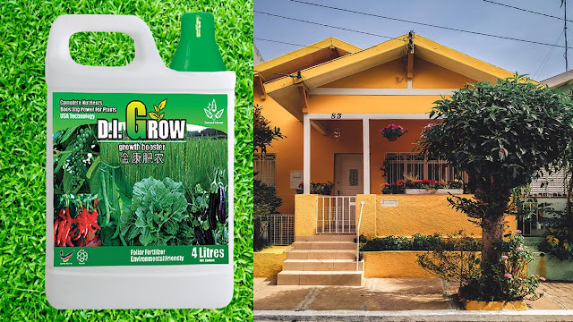 How to use DI Grow on decorative plants and flowers - Karrel Hamutenya Updated World