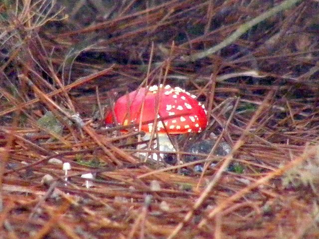 Fly Agaric Amanita muscari, Indre et Loire, France. Photo by Loire Valley Time Travel.
