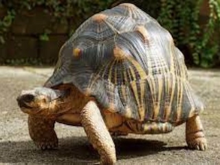 Tortoise